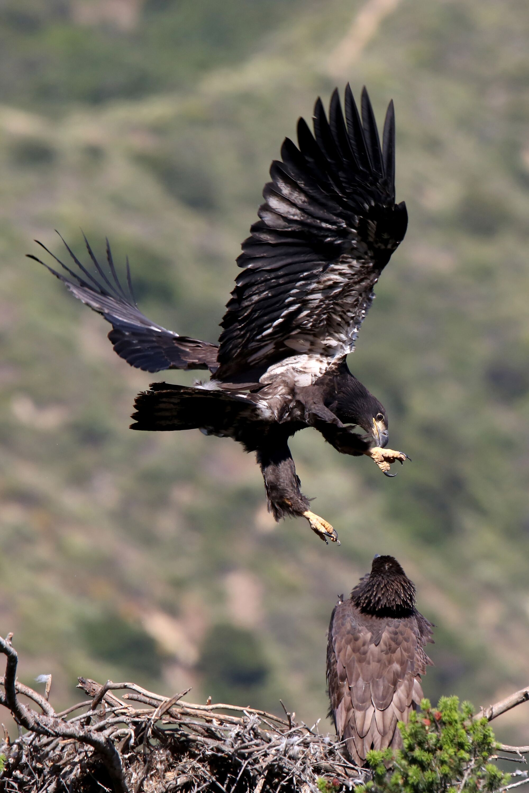 Bald eagles