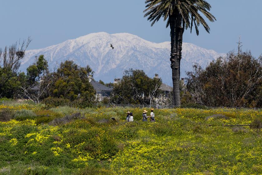 Huntington Beach, CA - April 02: Hikers enjoy a scenic view of wildflowers, snow-capped San Gabriel Mountains, wildlife and an ocean view in the opposite direction while hiking through Bolsa Chica Ecological Reserve on a warm spring day in Huntington Beach Tuesday, April 2, 2024. (Allen J. Schaben / Los Angeles Times)