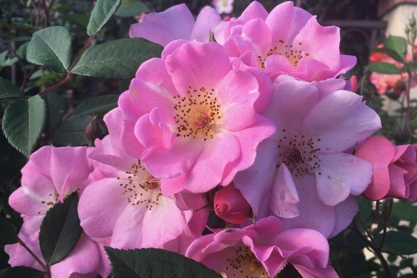 Some roses bloom in clusters, such as shrub rose 'Flower Girl.'