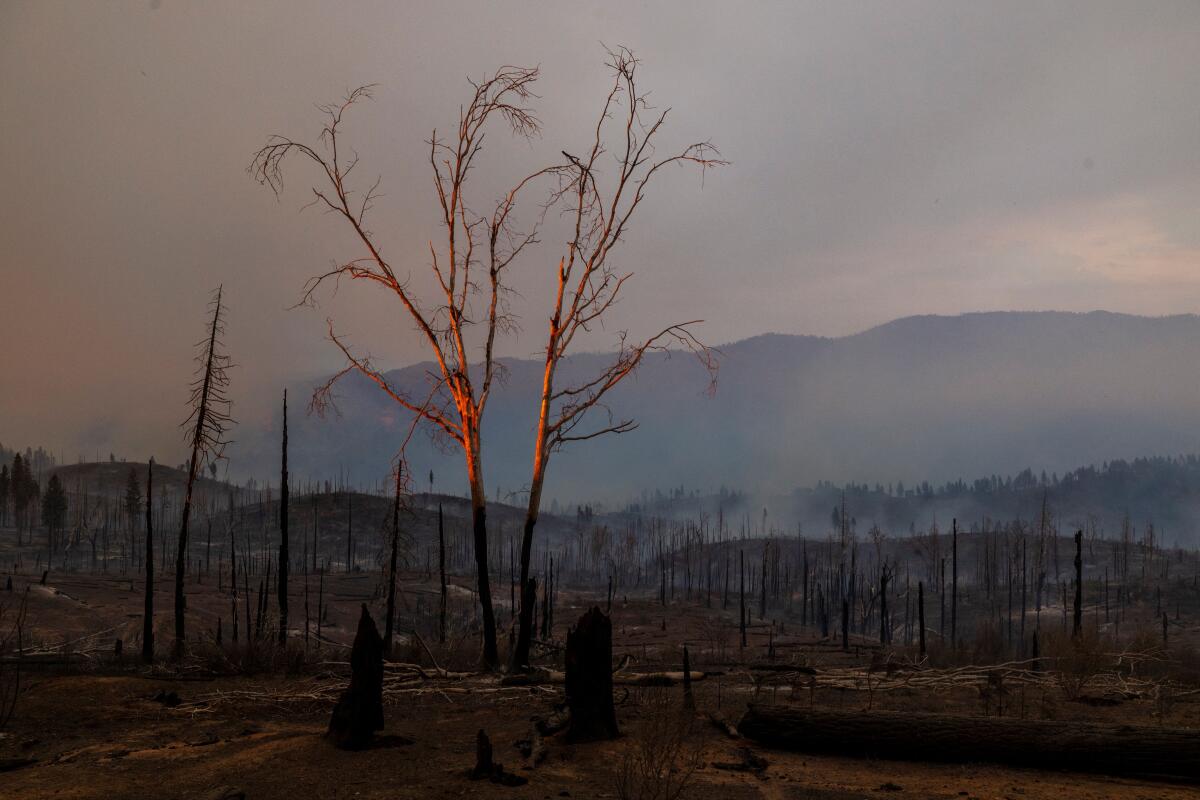 A forest destroyed by wildfire near Mariposa, Calif., is seen on July 25. 