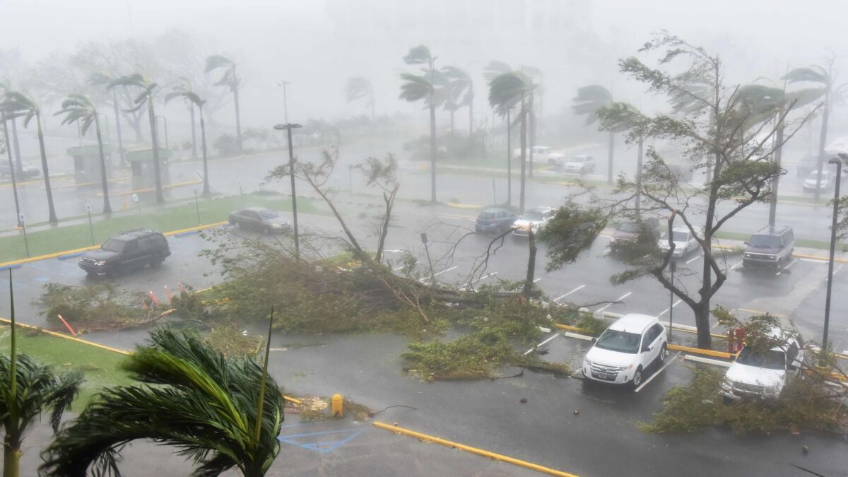 Trees are toppled in a parking lot at Roberto Clemente Coliseum in San Juan, Puerto Rico, on Sept. 20, 2017, during Hurricane Maria.