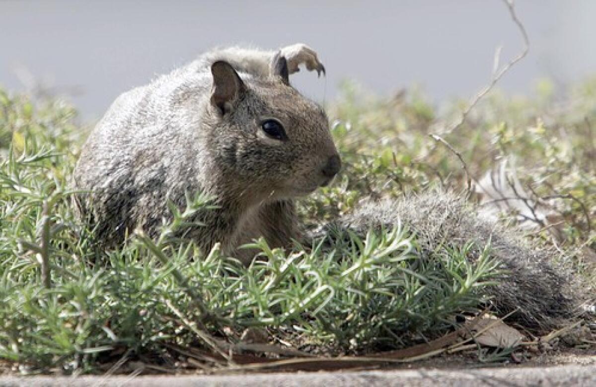 Nine Tips to Control Squirrels - Pest Control Technology
