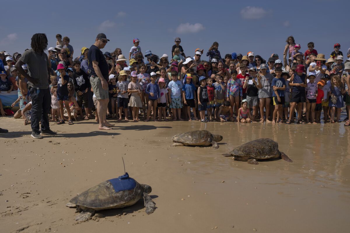Green and brown sea turtles make their way to the Mediterranean Sea after being released by the Sea Turtle Rescue Center, run by the Israel National Nature and Parks Authority, in Beit Yanai beach, Israel, Friday, July 8, 2022. Over a dozen sea turtles were released back into the wild after months of rehabilitation at the rescue center in Israel after suffering physical trauma, likely caused by underwater explosives. (AP Photo/Oded Balilty)