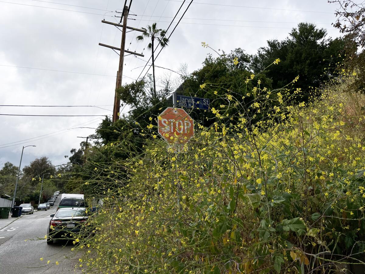 Yellow blooms abound on a cluster of tall plants that blocks a stop sign.
