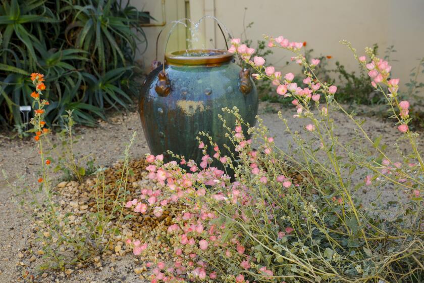 MANHATTAN BEACH, CA--MARCH 16, 2016-- Bright blooms of apricot mallow (Sphaeralcea ambigua), right, a California desert native that blooms nearly year-round, appear in colorful cultivars and frame a frog fountain in the courtyard of the Manhattan Beach, CA yard of Sarah and Steven Olsen, on March 16, 2016. The Olsen's home is part of the Theodore Payne Native Plant Garden Tour, taking place April 2-3. (Jay L. Clendenin / Los Angeles Times)