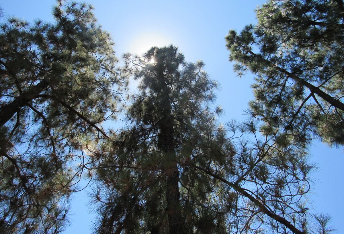Tall, thriving Jeffrey pine trees at Hillside Park in El Cajon.