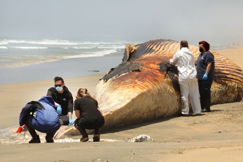 Huntington Beach, California-June 20, 2021-Scientists from the Pacific Marine Mammal Center study a deceased fin whale that washed up at Bolsa Chica State Beach, on Thursday, May 20, 2021. The whale is believed to be the mother in a mother-and-calf pair killed off the coast of San Diego by an Australian Royal Navy vessel. (Carolyn Cole / Los Angeles Times)