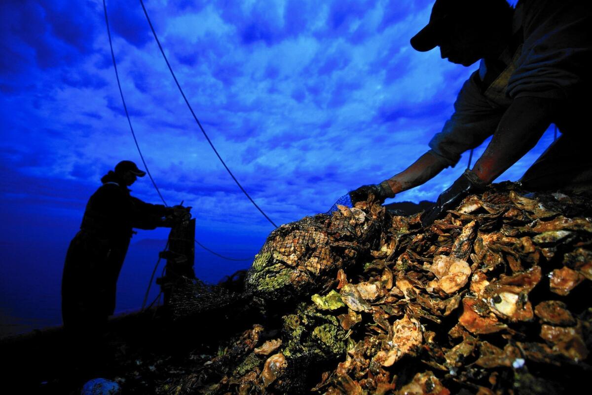 Workers spread oyster seed in Washington state in 2008. Oyster growers today are concerned about the threat of shrimp to the oyster population.
