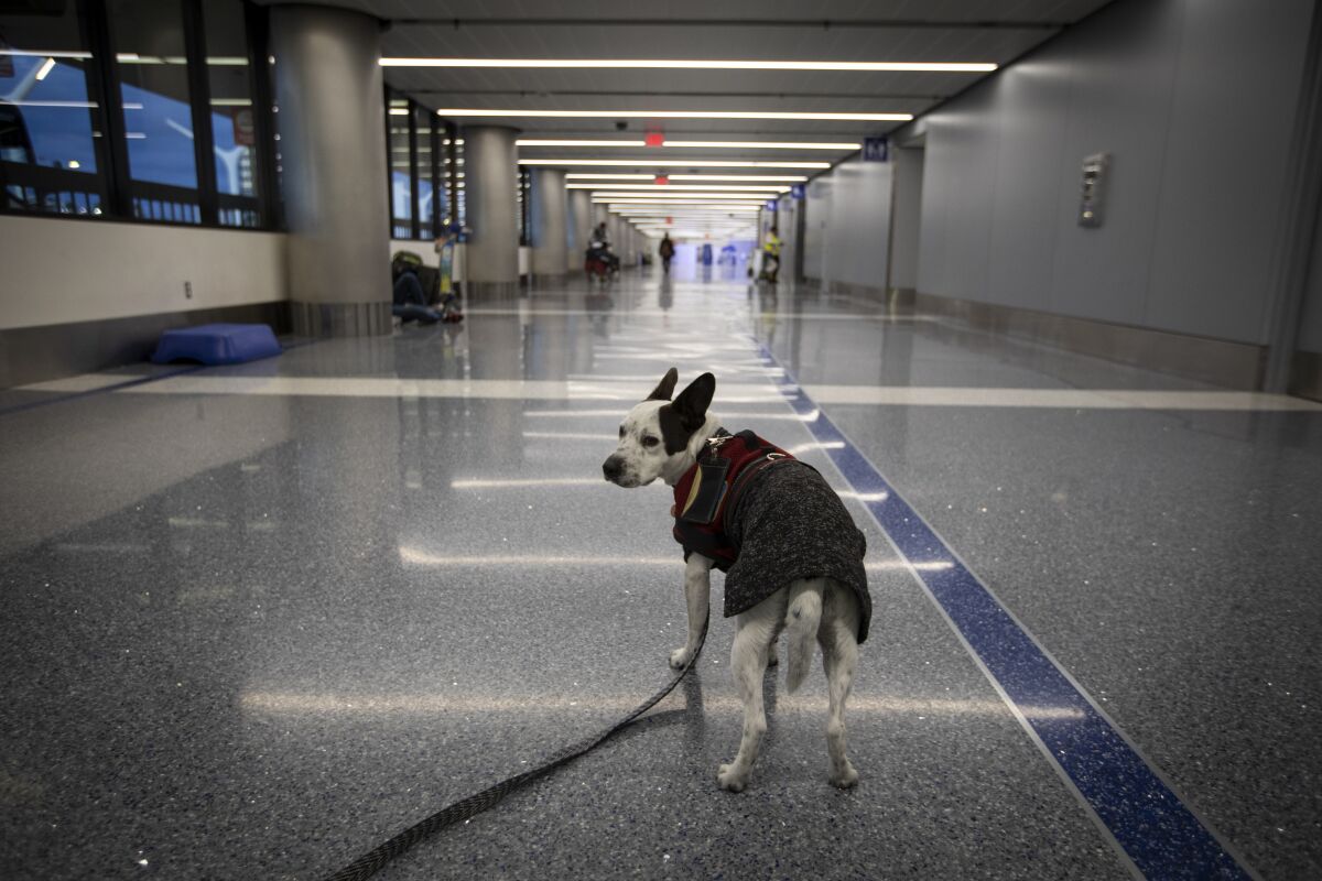 During the coronavirus epidemic, Seth Davis' support dog Poppy waits patiently in a quiet Los Angeles International Airport on Monday.