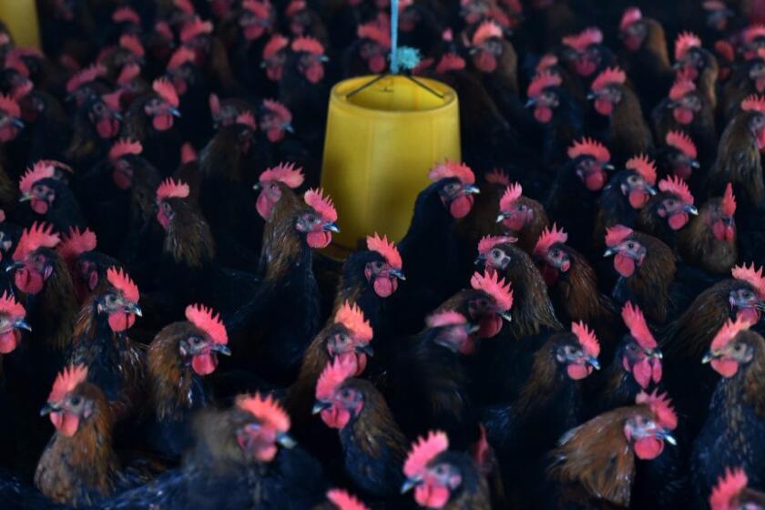 Chickens are seen in their enclosure at a poultry farm in China's Anhui province. Scientists say the worldwide practice of feeding antibiotics to livestock has helped fuel the rise of drug-resistant bacteria.