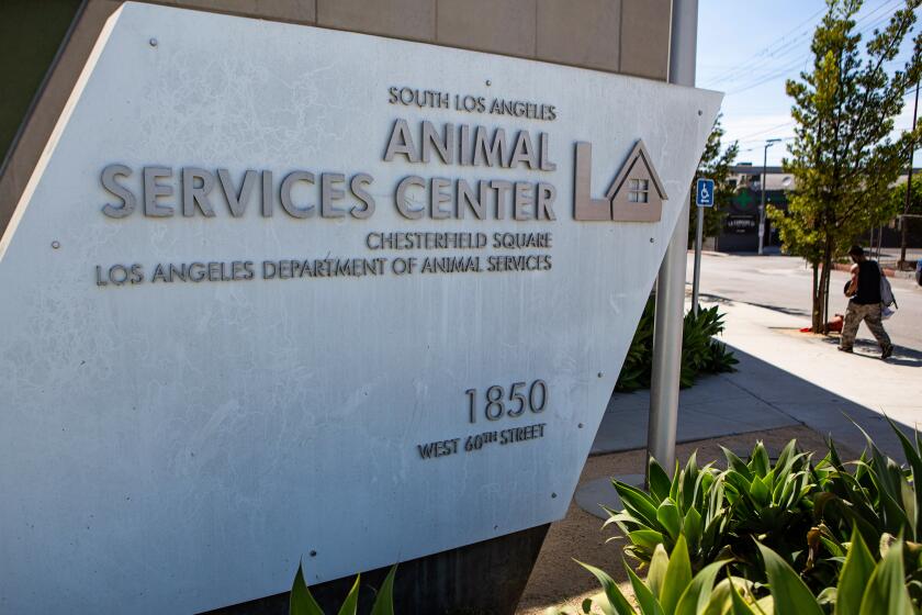 LOS ANGELES, CA - MAY 07: The South LA animal shelter during the coronavirus pandemic on Thursday, May 7, 2020 in Los Angeles, CA. The coronavirus pandemic is hitting the Animal Services Department hard. (Jason Armond / Los Angeles Times)