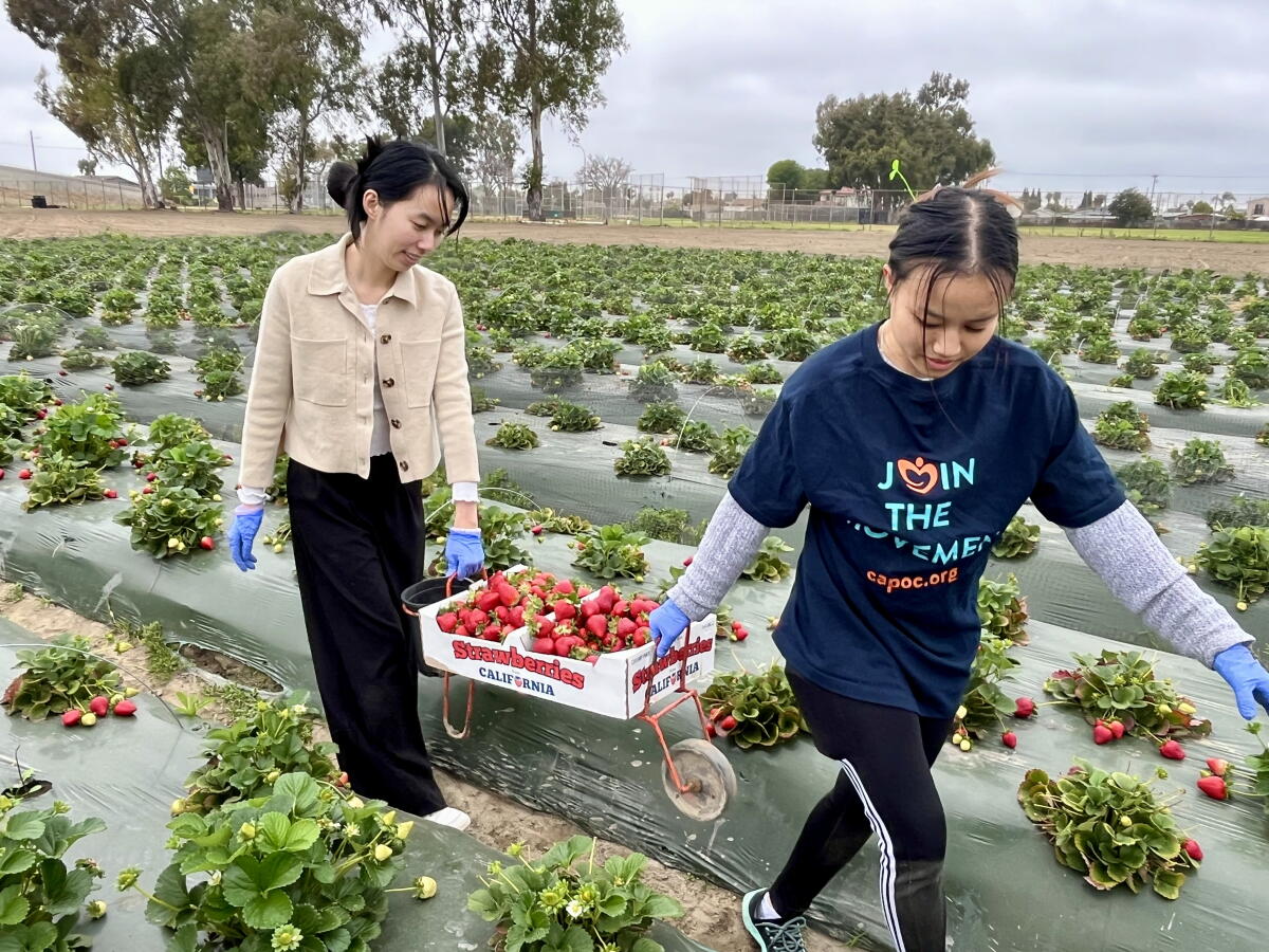 Cap Oc CAP OC and Westminster High celebrate Earth Day with fresh produce ...