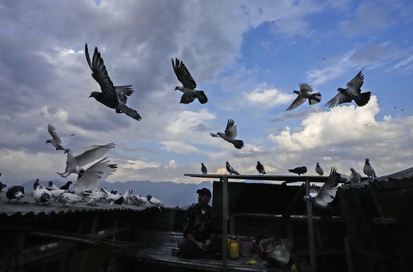 A Kashmiri pigeon handler feeds his pigeons from his rooftop in Srinagar, Indian controlled Kashmir, June 17, 2022. The centuries-old tradition of pigeon keeping has remained ingrained to life in the old quarters of Srinagar where flocks of pigeons on rooftops, in the courtyards of mosques and shrines and around marketplaces are a common sight. Many of these are domesticated, raised by one of the thousands of pigeon keepers there. (AP Photo/Mukhtar Khan)