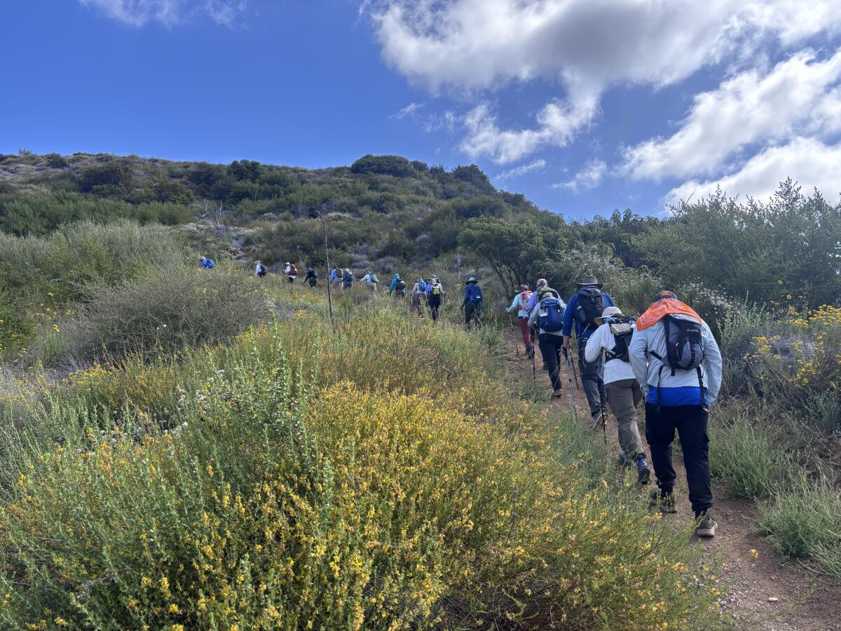 People donning backpacks and hats locomotion done dense flowers and shrubs connected a ungraded path.