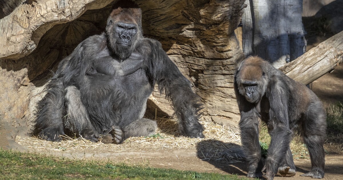 Gorillas contract coronavirus at San Diego Zoo Safari Park
