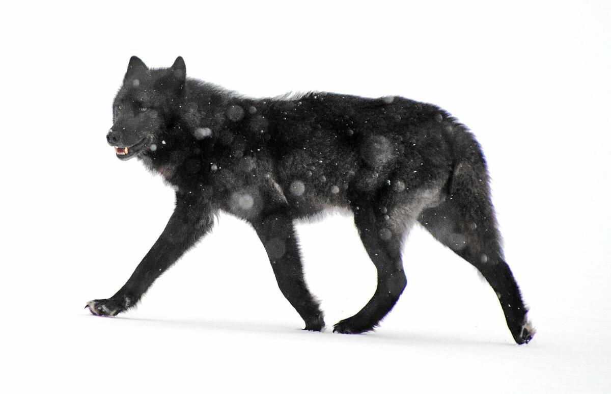 An Alexander Archipelago wolf roams in Juneau, Alaska, in 2008. The federal government reiterated its opposition to listing the wolf as endangered or threatened.