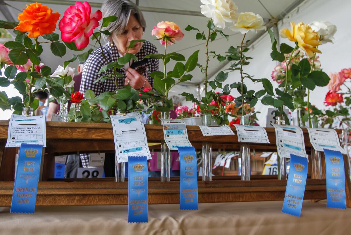 These are some of the first place winning roses on display at the Coronado Flower Show.