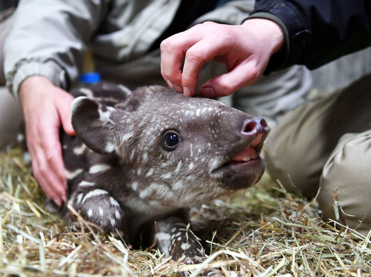 Employees at the zoo in Magdeburg, Germany, pet a 2-week-old South American tapir on Nov. 24, 2016. The still nameless female tapir baby is bottle-fed by her keepers, as her mother "Tala" had attacked her child.