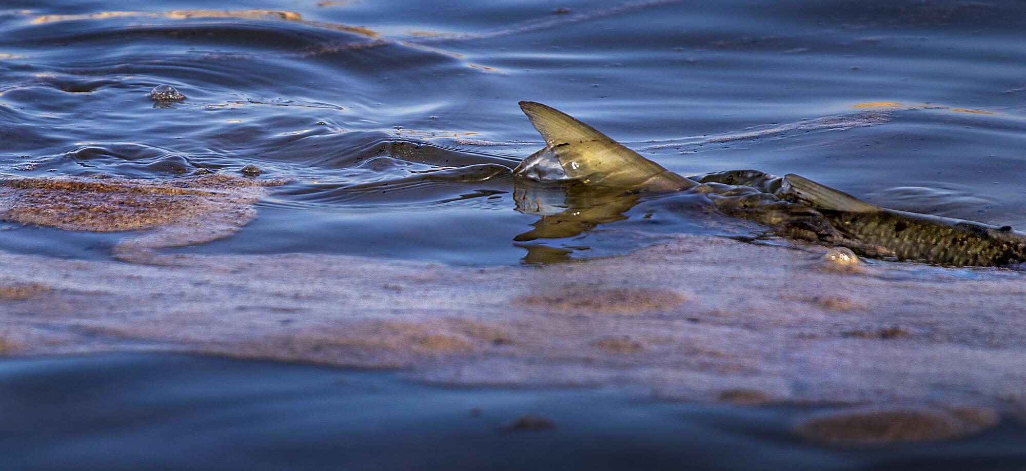 A fish swims amid globs of oil off the Orange County coast