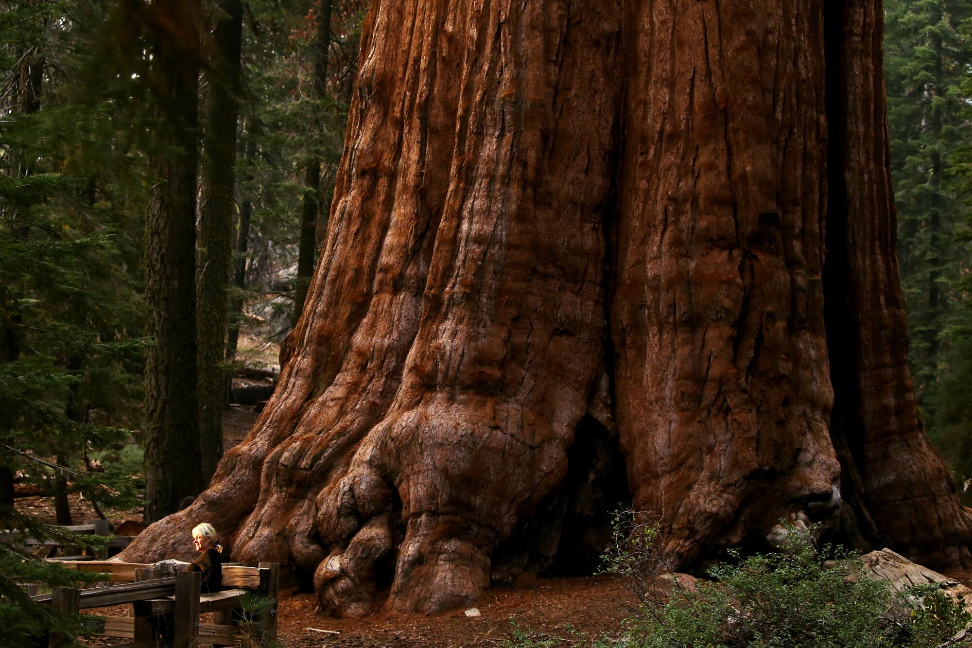 A visitor poses for pictures next to the General Sherman Tree in Sequoia National Park in Sept. 2023.