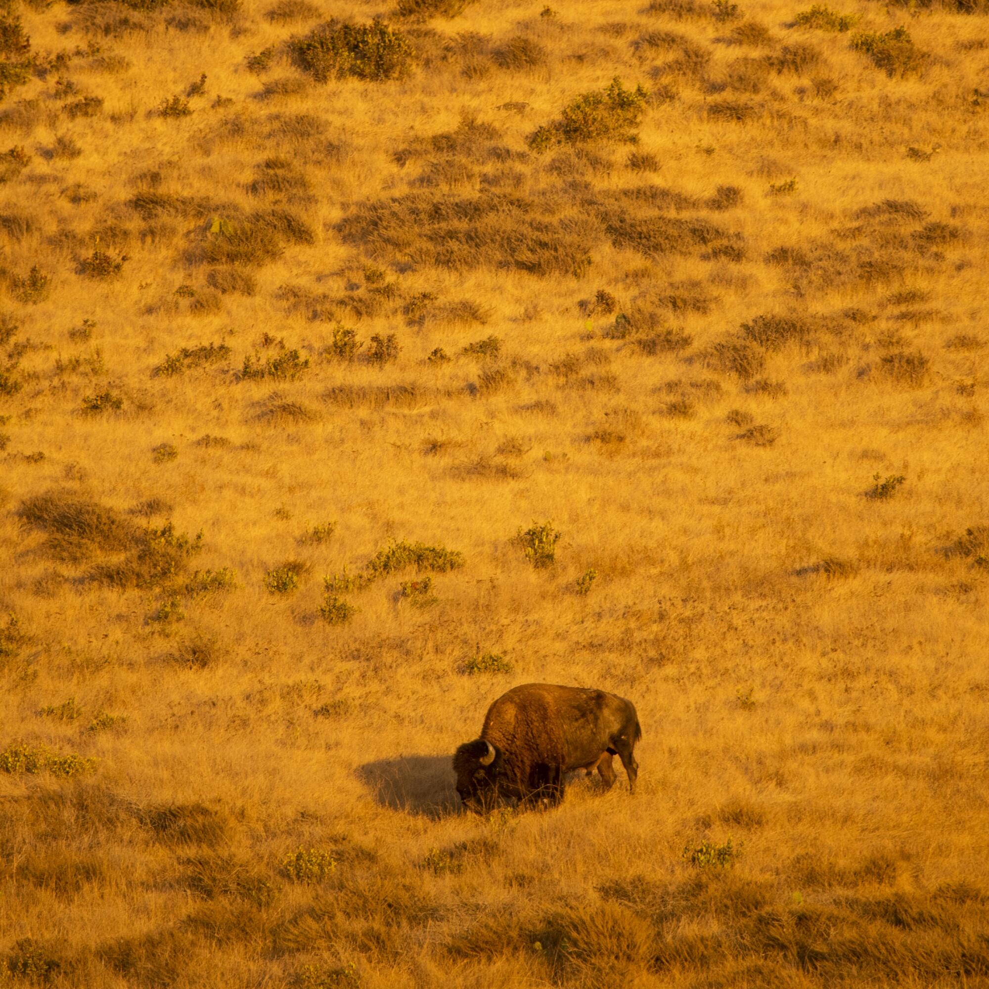 A North American Bison roams free and grazes near Little Harbor campground in Catalina.