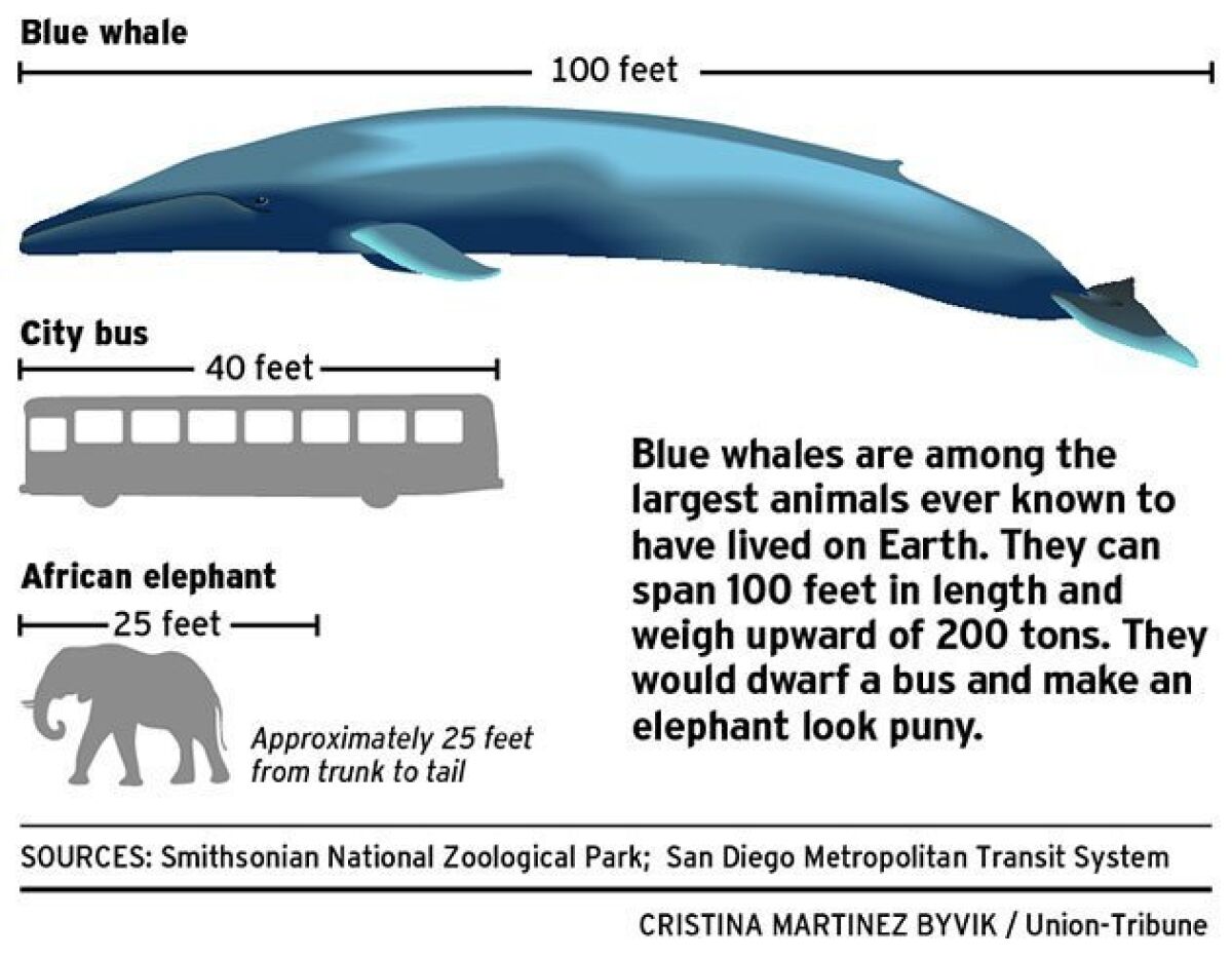 Ahoy! Blue whales ahead! - The San Diego Union-Tribune