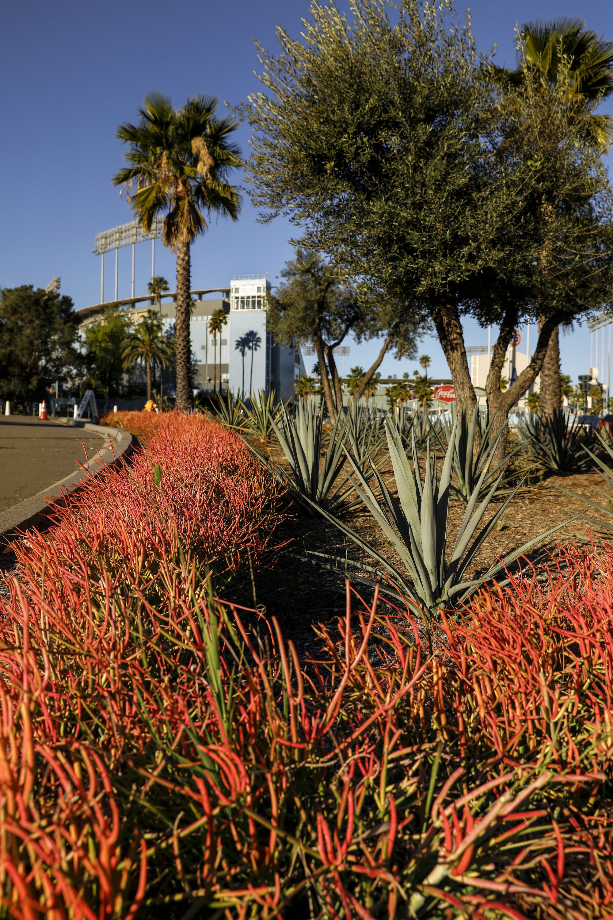 Coral-colored fire sticks and gray-blue agaves line the entrance to a parking area. 