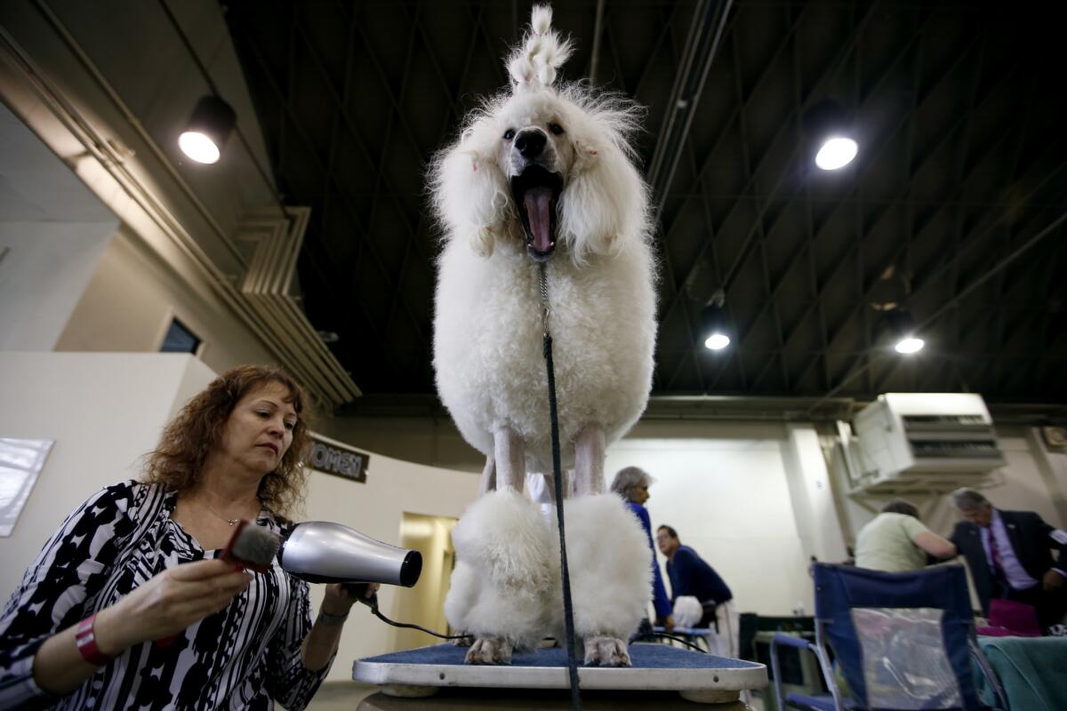 Tina Yeates, 54, grooms Mira,?? a female 14-month-old standard poodle at the first Beverly Hills Dog Show.