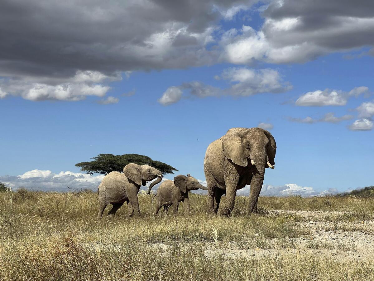 Foto sin fecha de elefantes en el norte de Kenia. (George Wittemyer via AP)