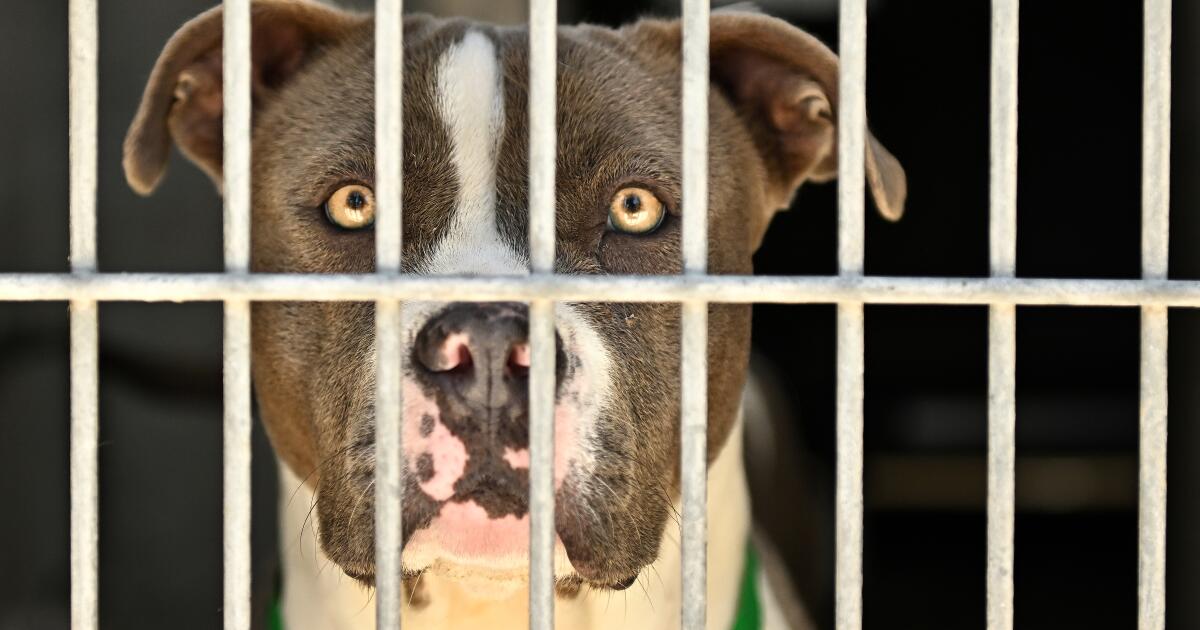 Editöre Mektuplar: Ev sahipleri Hayvan Barınağı Krizini Nasıl Kötüleştirdi