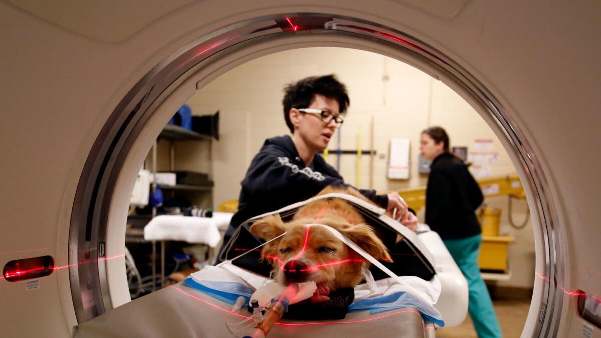 Lori Simington prepares Gigi for a CT scan for a tumor in her lower jaw.