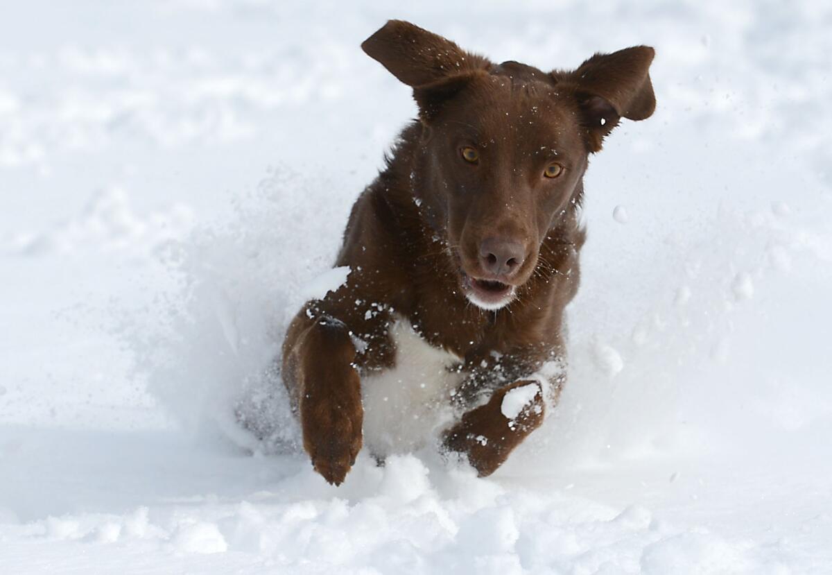 Atticus, a 2-year-old chocolate lab mix, gets ready to pounce on a tennis ball in Fort Collins, Colo., on Monday after a spring storm brought more than a foot of snow to parts of Colorado, Wyoming and Nebraska and thunderstorms and tornadoes to the Midwest.