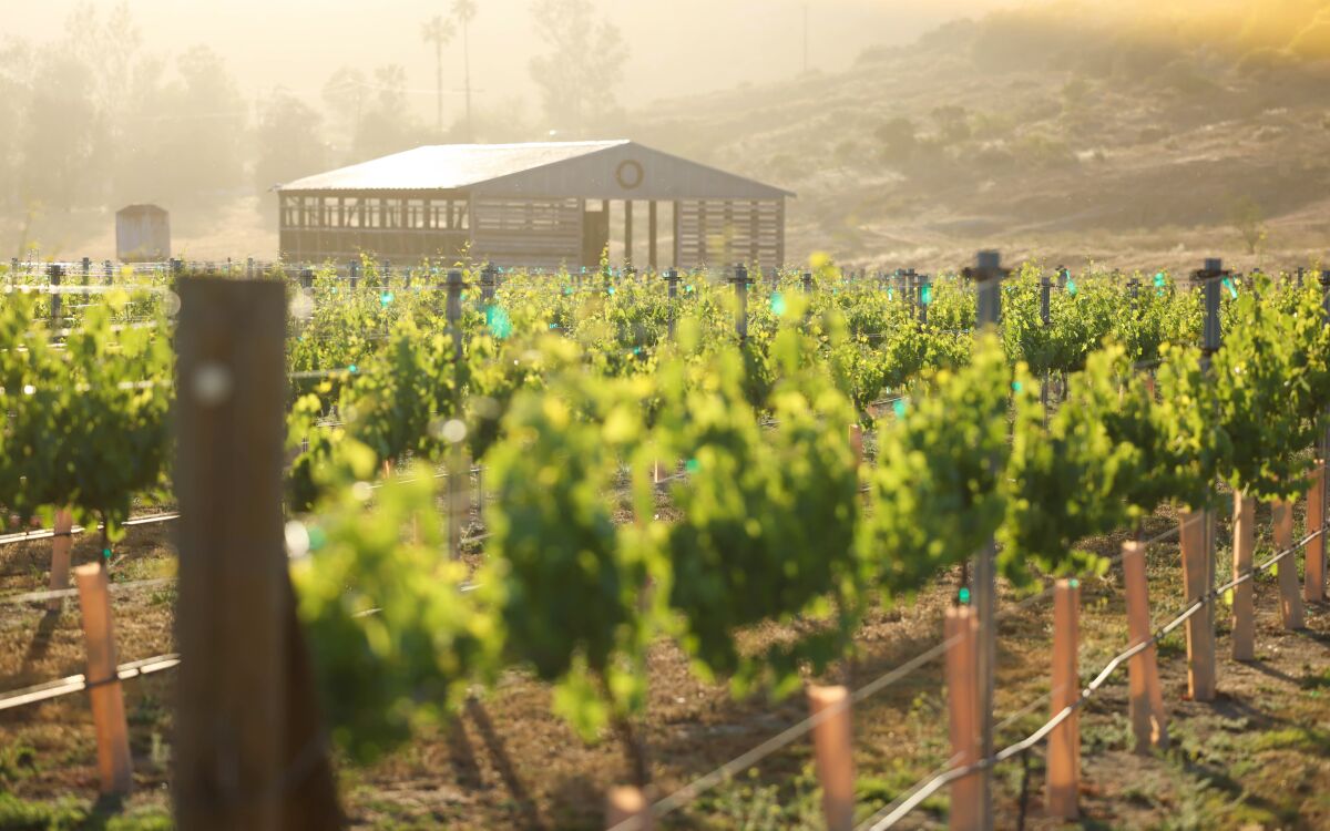 Westwynd guests have a view of the Sangiovese vineyard and hay barn.