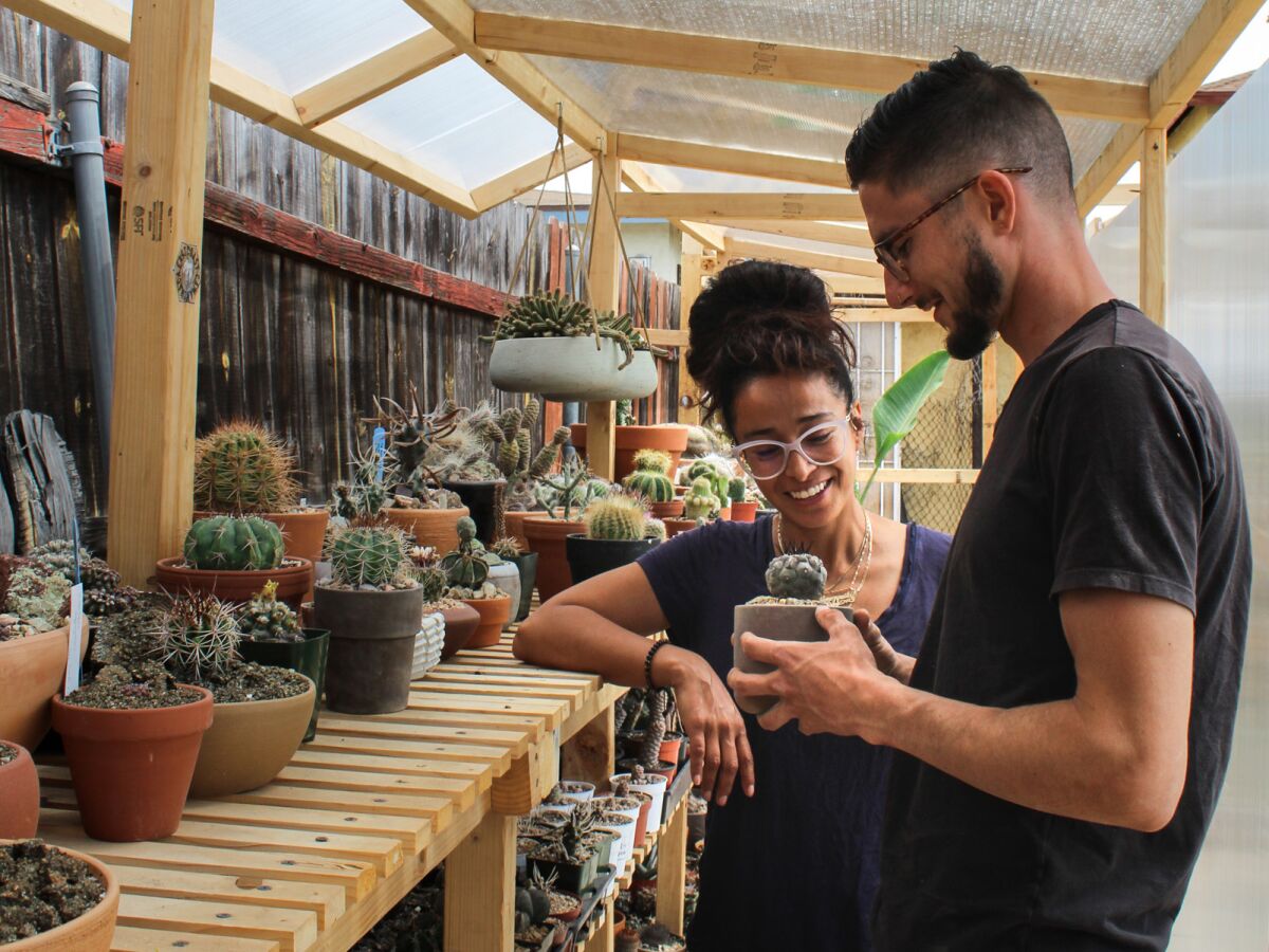 A woman and a man look at a potted cactus next to a shelf full of them.