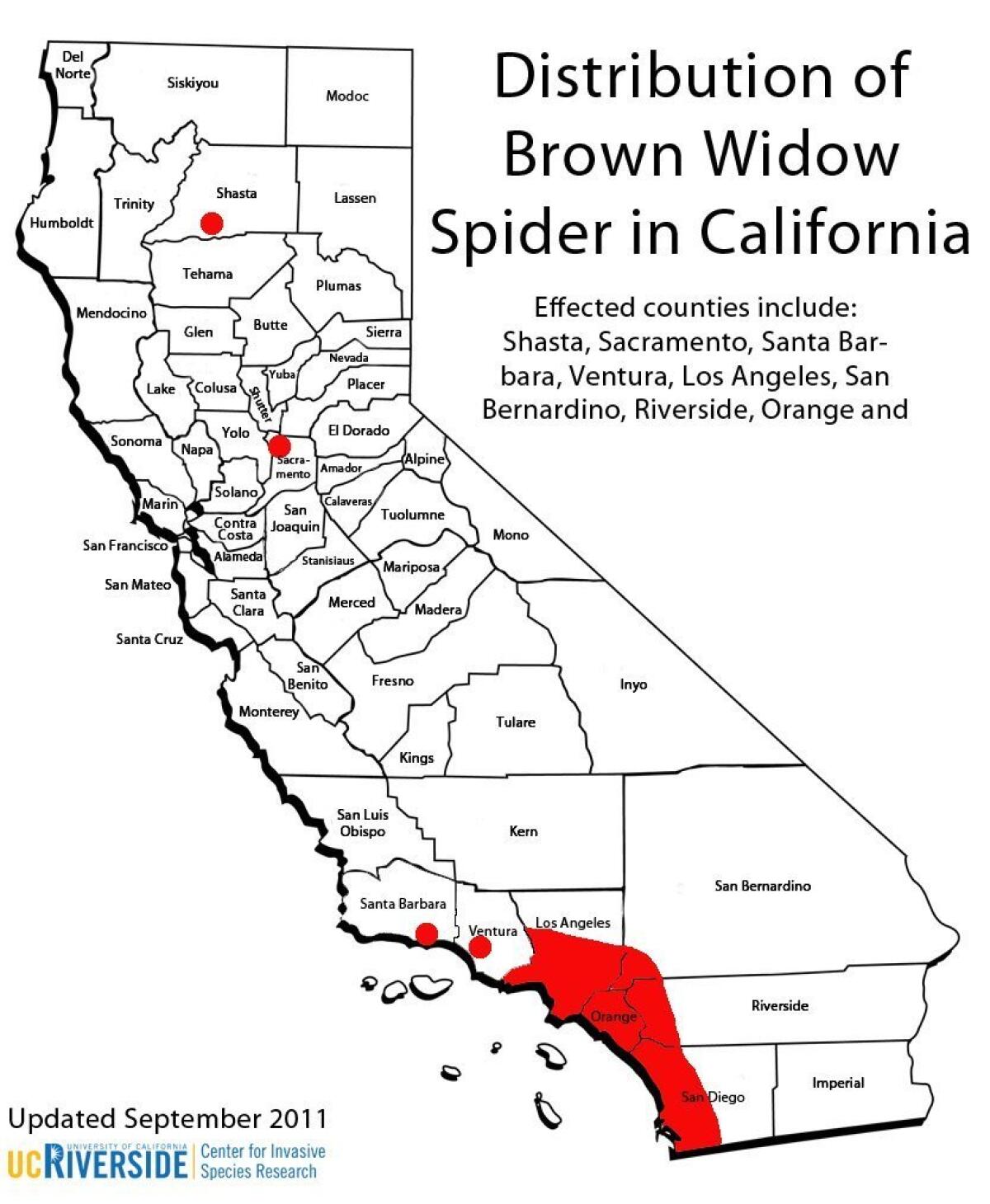 Brown Widow Spider  Center for Invasive Species Research