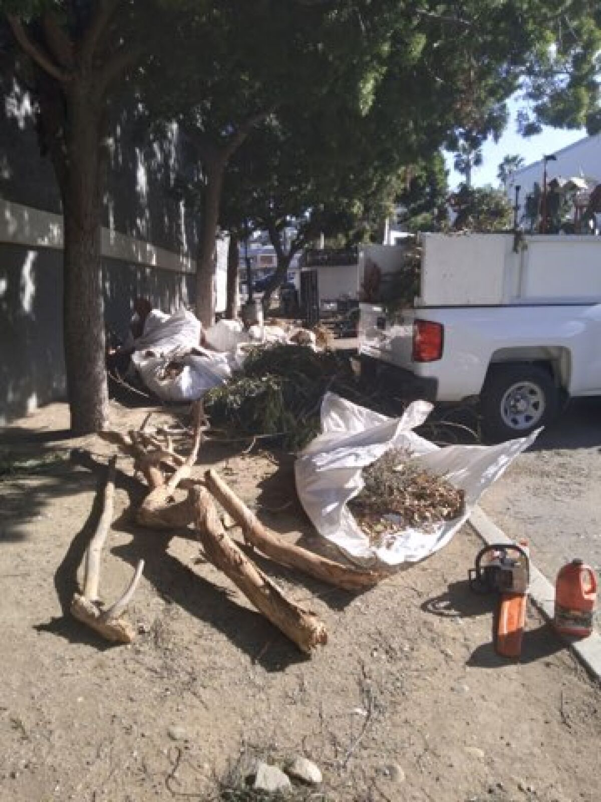 Tree limbs downed in recent storms were removed in a cleanup effort by the La Jolla Maintenance Assessment District.