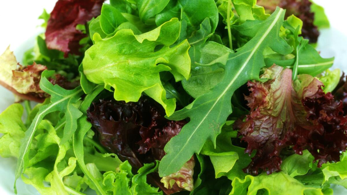 Plant lettuces, arugula, mustards and other greens now for tangy holiday salads.