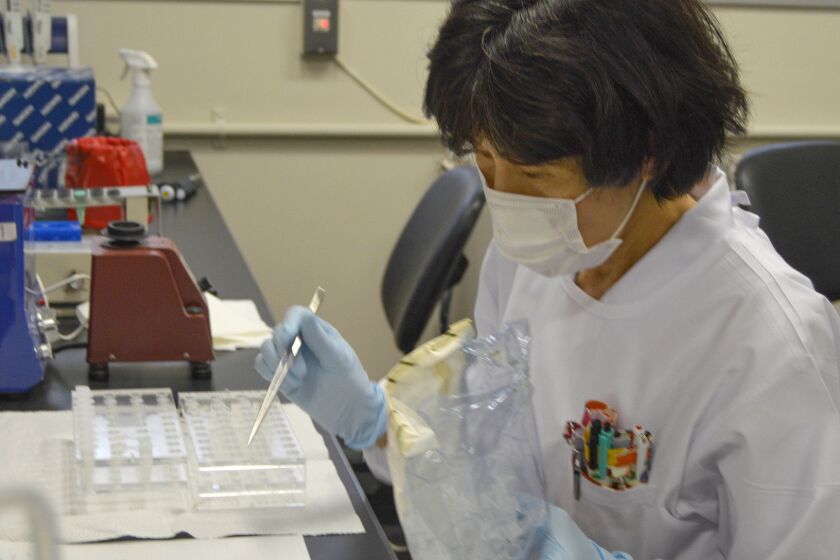A Japanese researcher works in a lab at the Radiation Effects Research Foundation in Hiroshima, Japan.