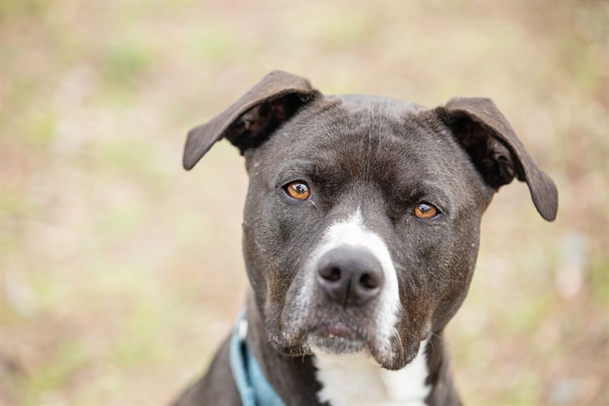 American pit bull terrier looking for home - The San Diego Union-Tribune