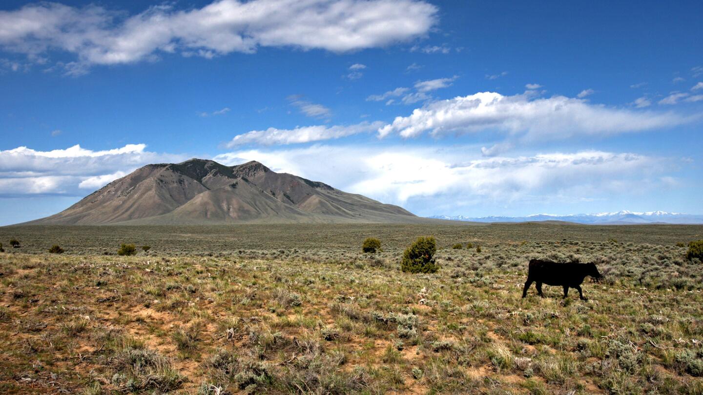A lone Angus cow grazes on native and nonnative grasses on Bureau of Land Management land near Atomic City in eastern Idaho.