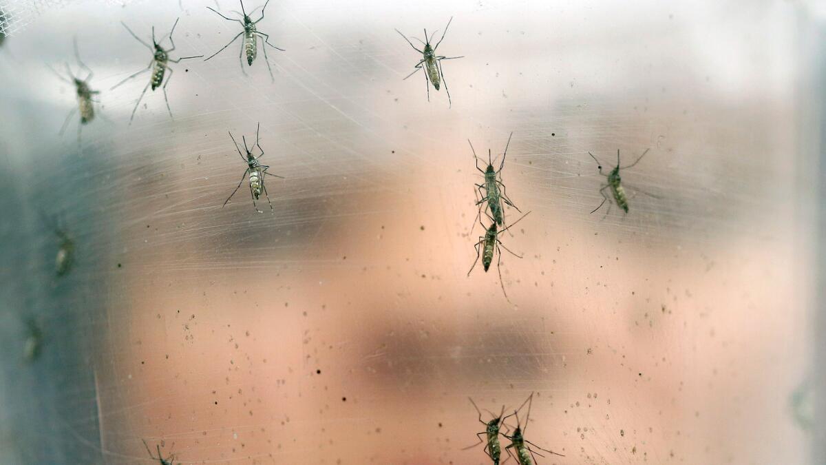 In this Jan. 18, 2016, file photo, a researcher holds a container of female Aedes aegypti mosquitoes at the Biomedical Sciences Institute at Sao Paulo University in Brazil. Aedes aegypti mosquitoes transmit yellow fever.