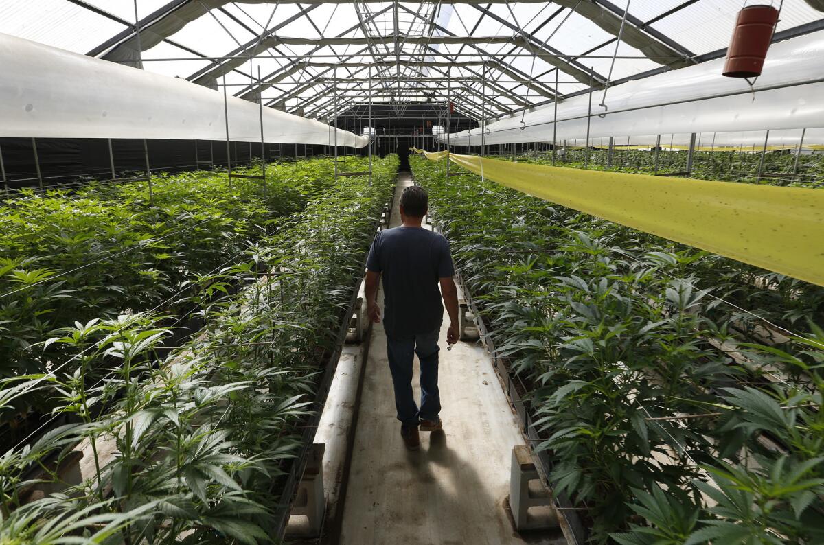 A grower with a legal marijuana operation walks through one of his greenhouses in Monterey County.