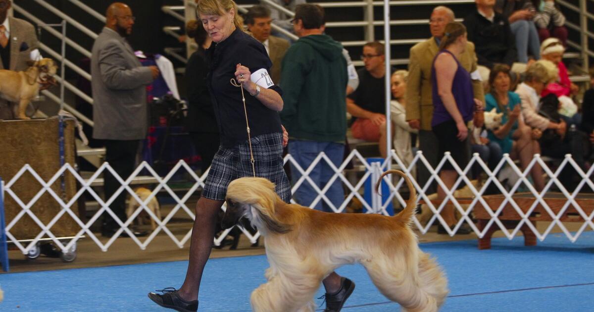 Silver Bay Kennel dog show highlights the best of breeds The San