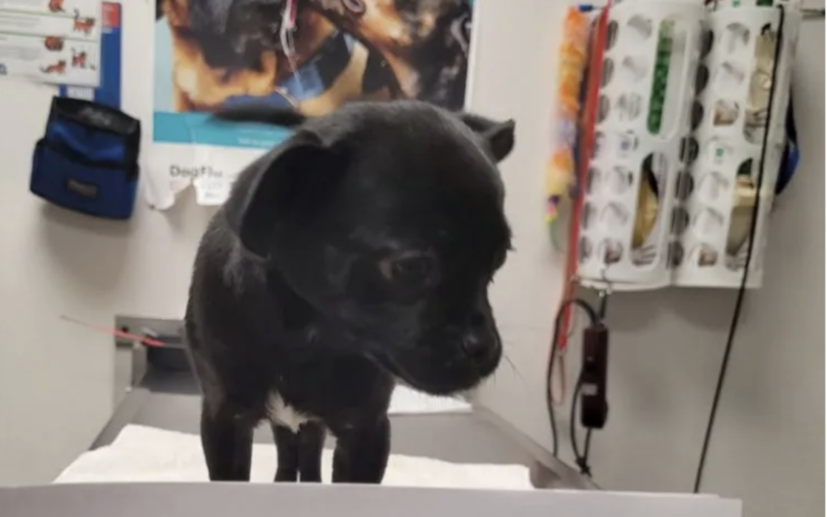 A black puppy on an exam table. 