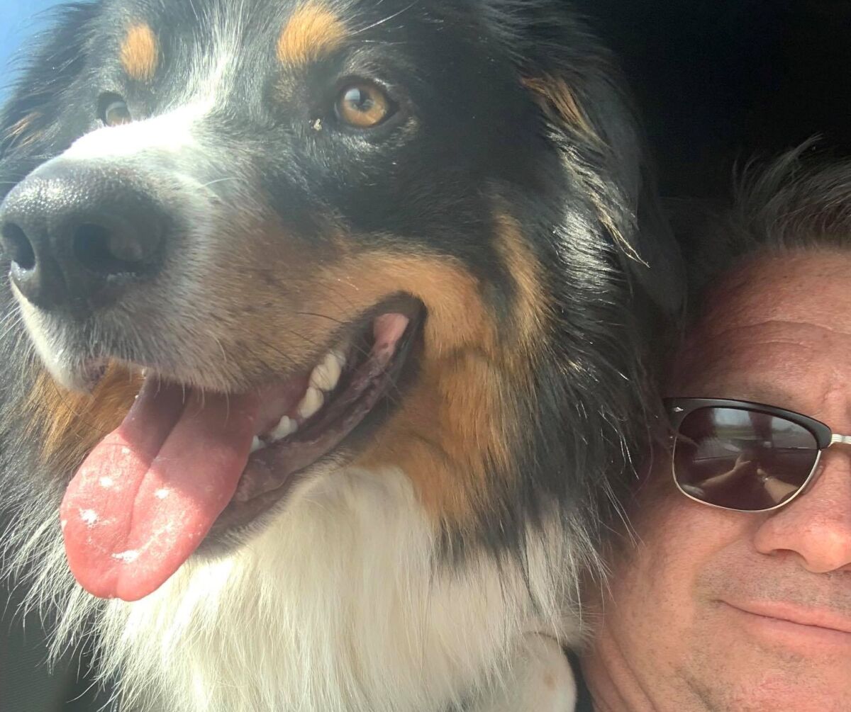 El Cajon Mayor Bill Wells and his English Shepherd, Doc Holiday, were involved in a single-vehicle crash the first week of April. Both mayor and dog are doing well at home, Wells said.