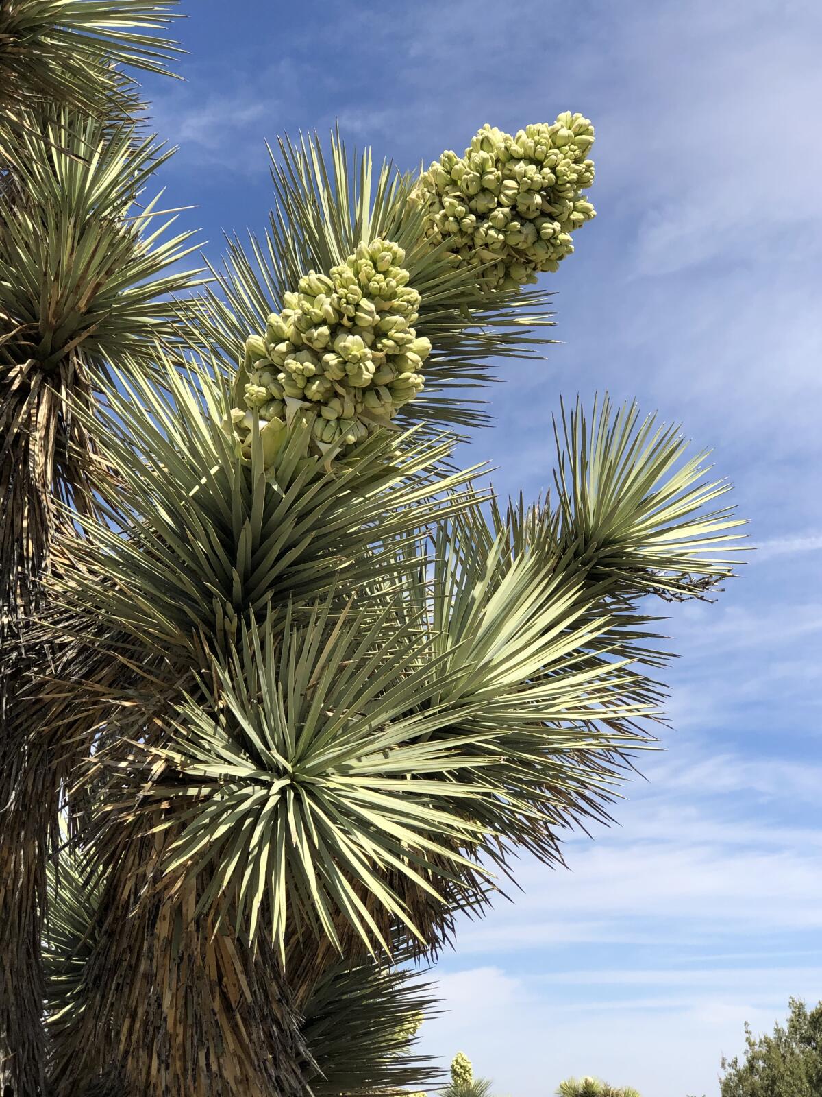 Flowering Joshua trees at Arthur Ripley Desert Woodland State Park.