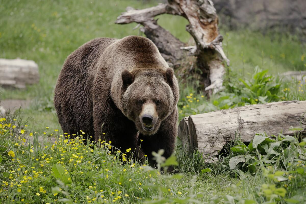 A grizzly bear walks by a log.  