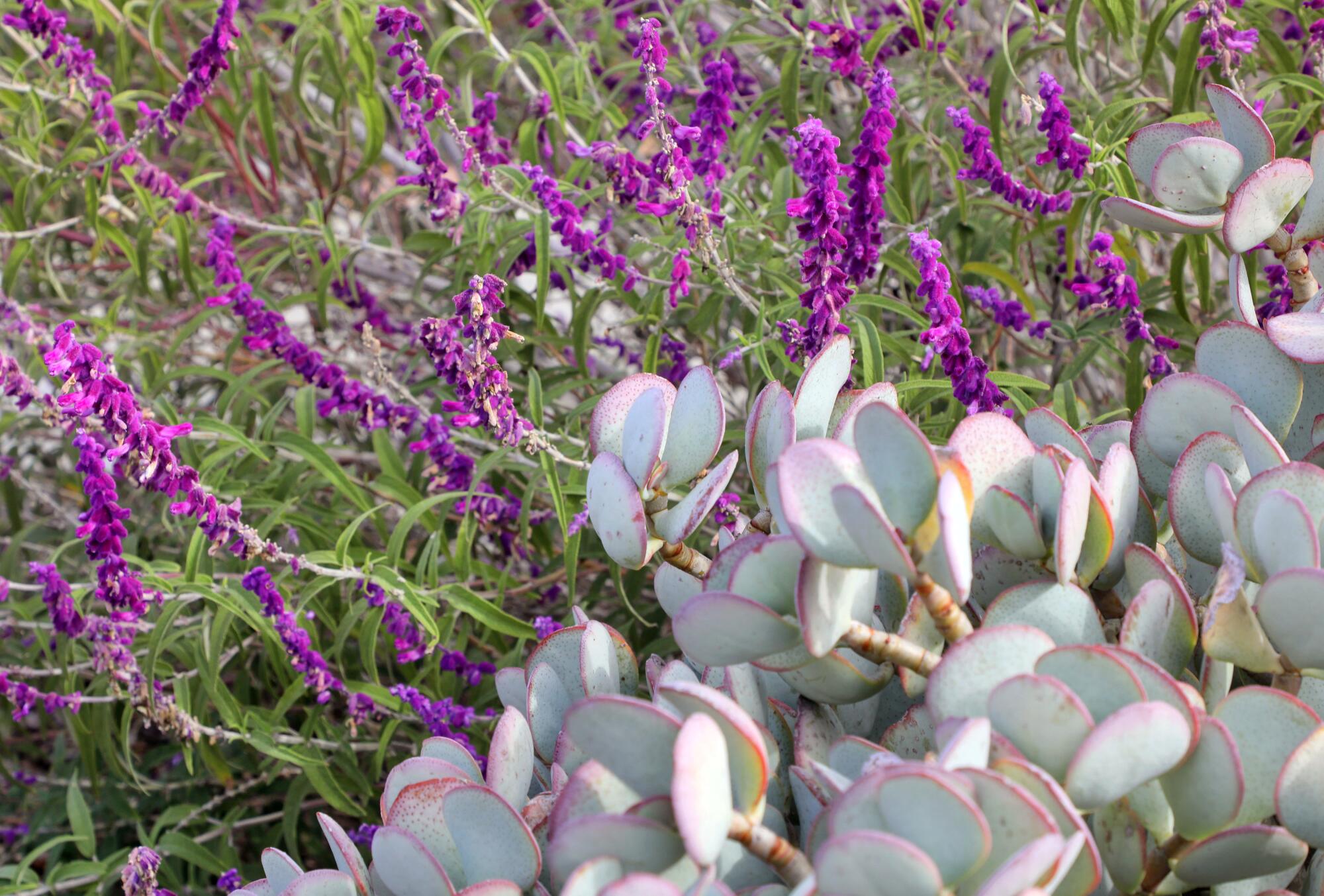 Vista detallada de la colorida salvia mexicana, a la izquierda, y de la suculenta Cotyledon Silver Peak