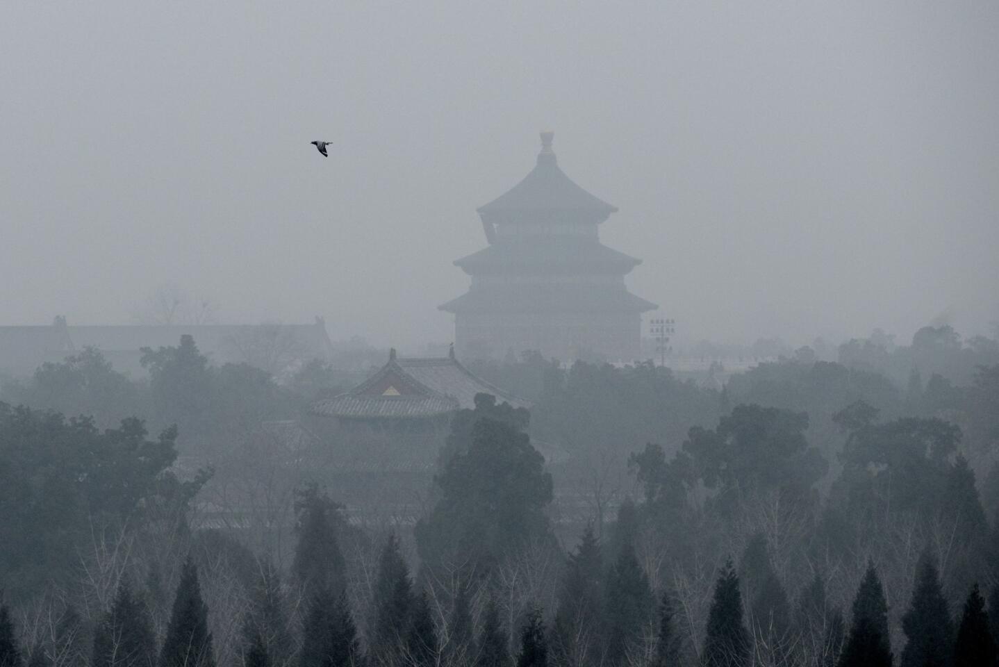 A bird flies through heavy pollution above over the grounds of the Temple of Heaven in Beijing on Dec. 8, 2015. Half of Beijing's private cars were ordered off the streets and many construction sites and schools were closed under the Chinese capital's first-ever red alert for pollution.