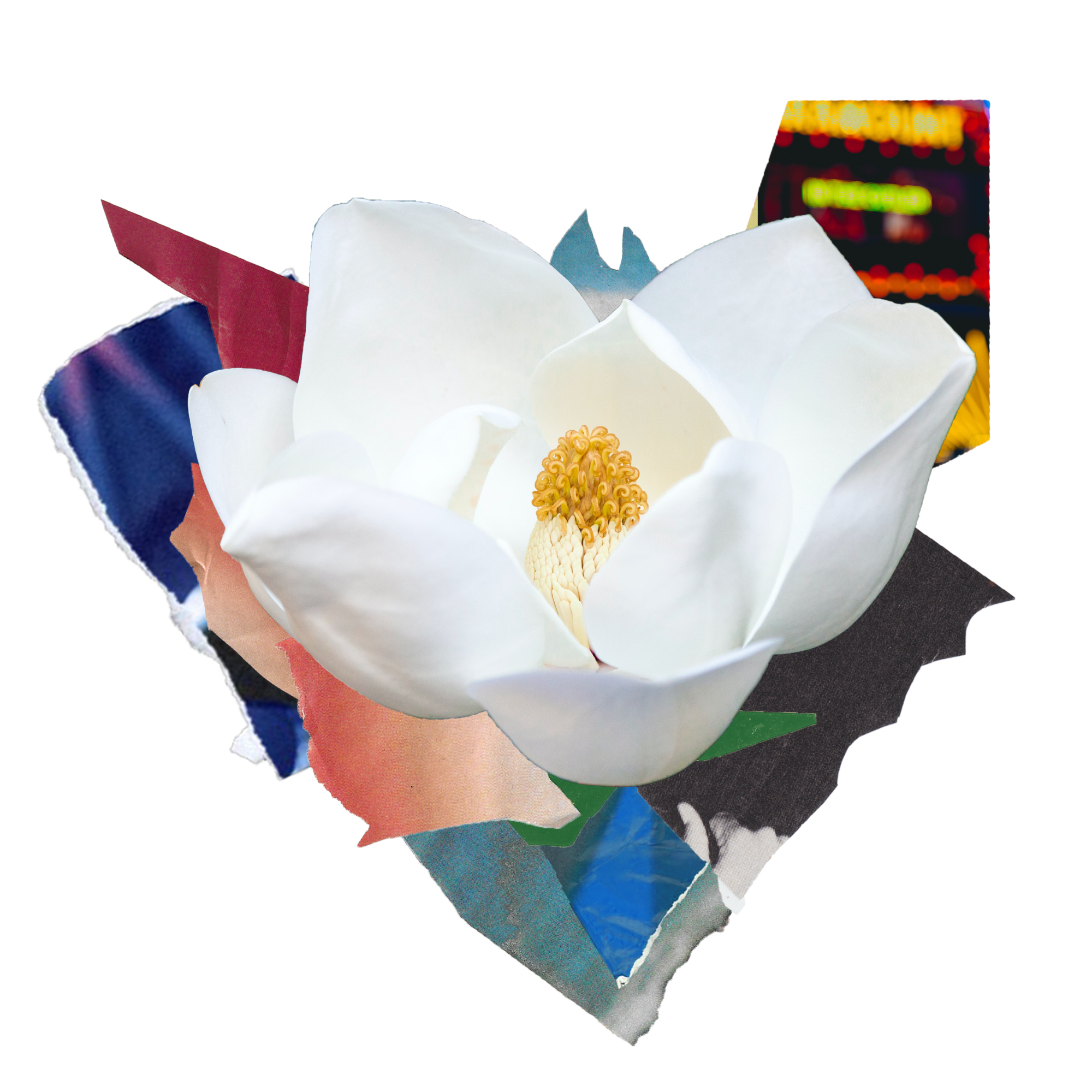 a magnolia flower surrounded by colorful cutouts
